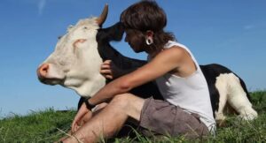 aumento-da-produtividade-no-manejo-de-vacas-leiteiras-com-carinho