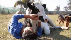 aumento-da-produtividade-no-manejo-de-vacas-leiteiras-com-carinho
