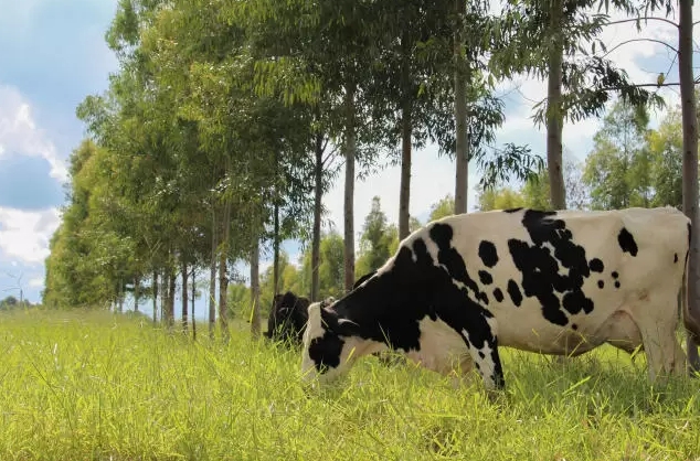 a-importancia-da-sombra-para-vacas-na-pecuaria-leiteira