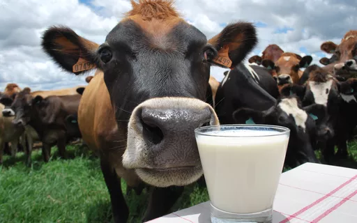 qual-o-melhor-suplemento-alimentar-para-dieta-de-vacas-em-lactacao