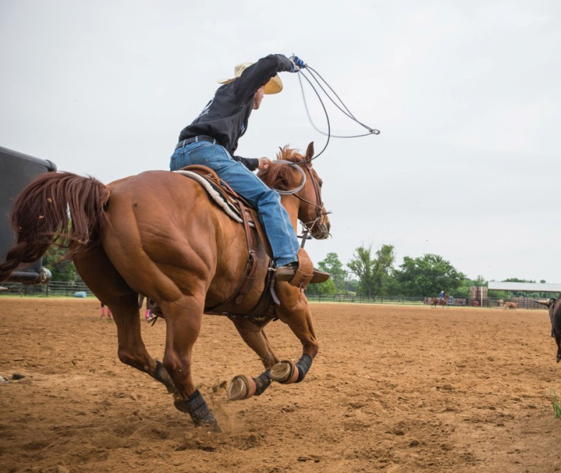 como-a-suplementacao-alimentar-de-cavalos-e-eguas-atletas-pode-elevar-o-desempenho-e-a-saude-destes-equinos