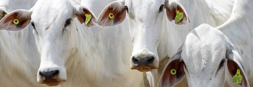 como-a-rastreabilidade-bovina-impulsiona-o-mercado-de-exportacao-de-carne-bovina-do-brasil