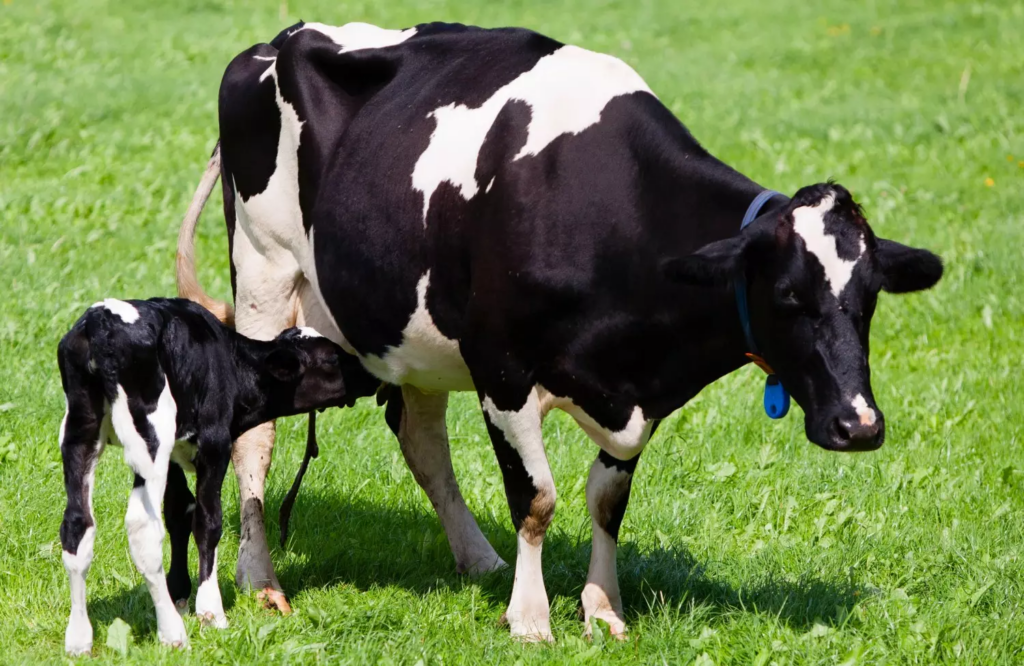 como-prevenir-a-cetose-em-vacas-de-lactacao-uma-solucao-eficaz-e-possivel