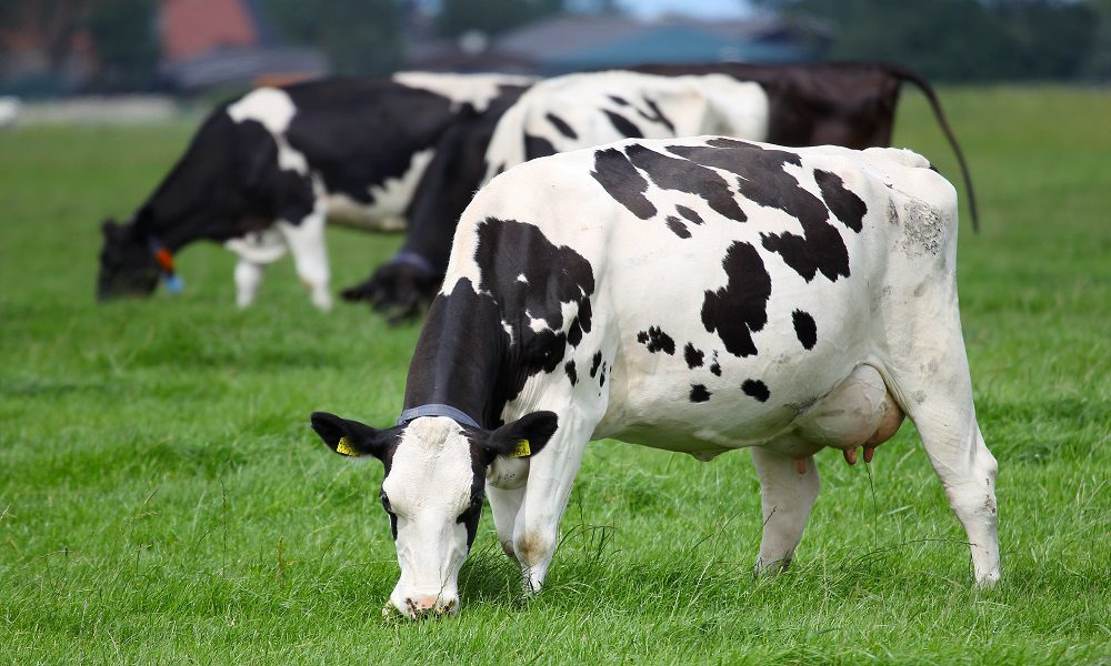 como-prevenir-a-cetose-em-vacas-de-lactacao-uma-solucao-eficaz-e-possivel