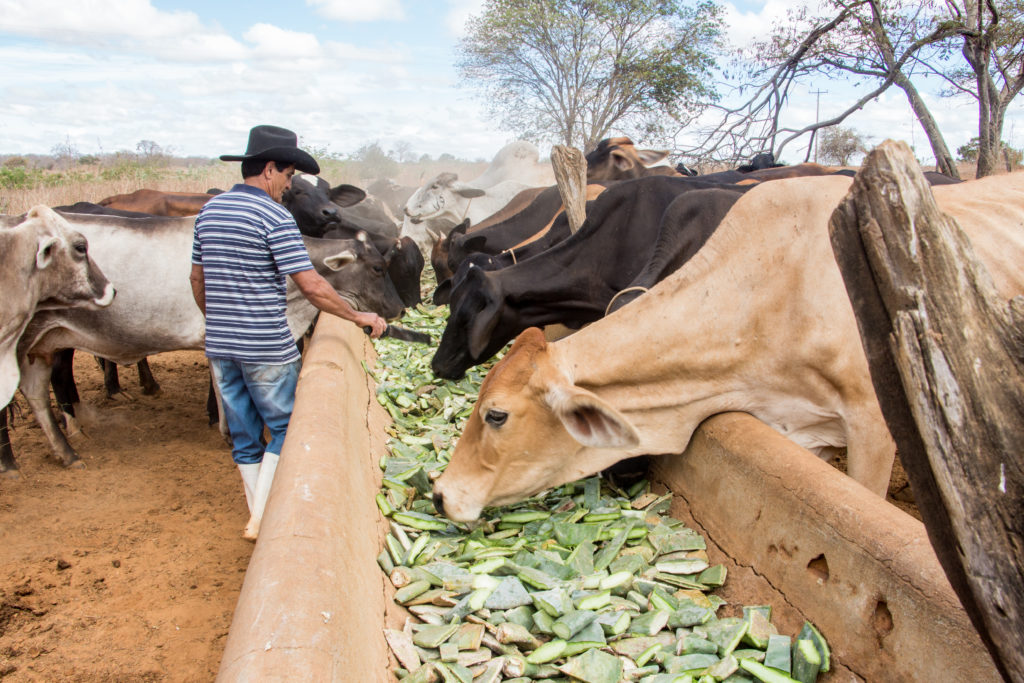 palma-forrageira-em-dietas-de-vacas-leiteiras-uma-escolha-eficiente-para-regioes-aridas-e-semiaridas