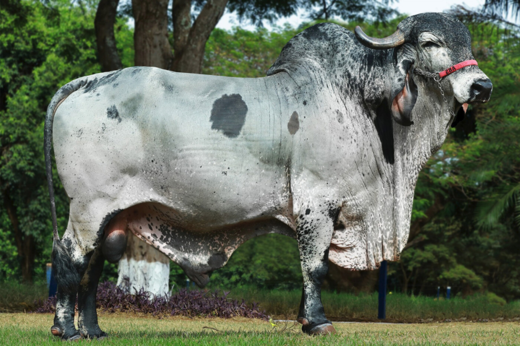 a-importancia-da-genetica-na-pecuaria-potencializando-a-producao-e-a-rentabilidade