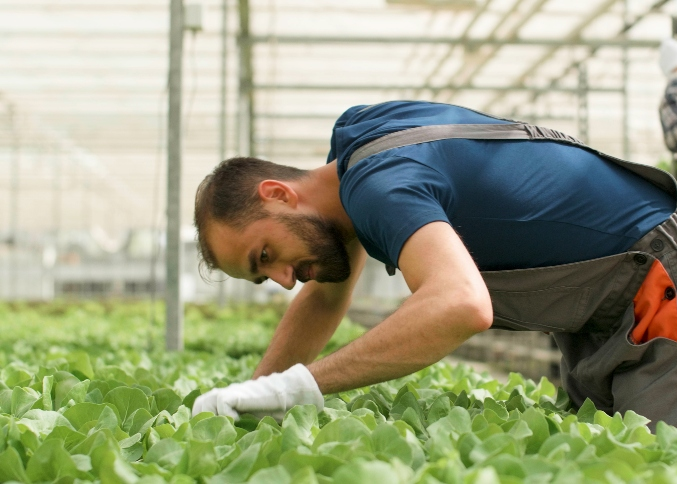 dicas-para-o-cultivo-de-hortalicas-com-o-uso-de-novas-tecnologias