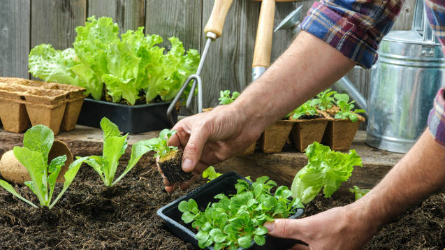 dicas-para-o-cultivo-de-hortalicas-com-o-uso-de-novas-tecnologias