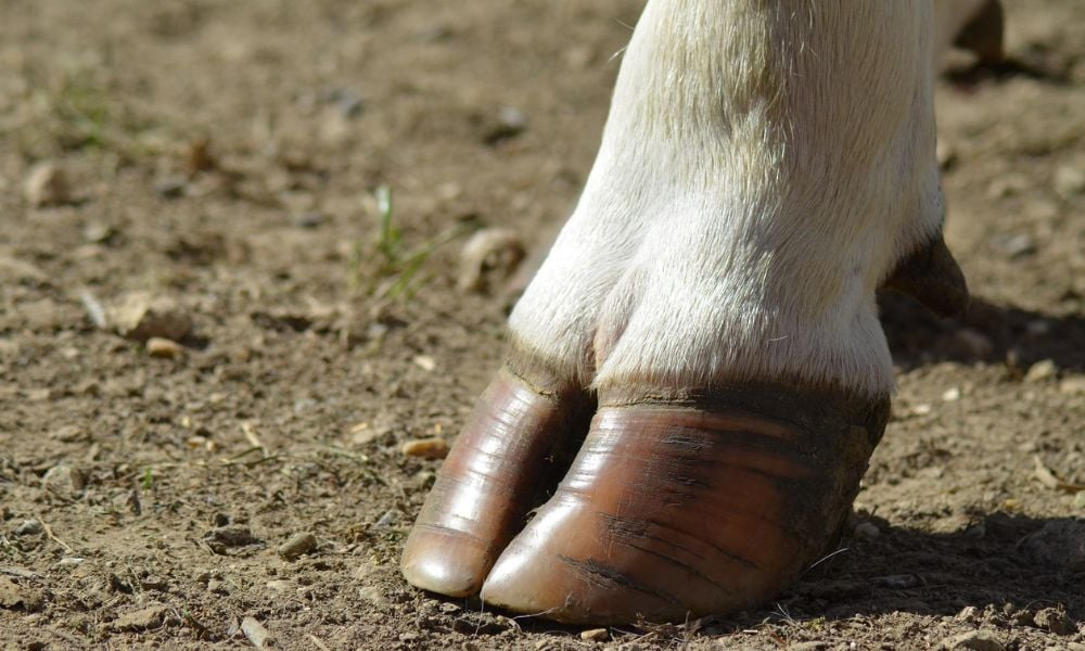 o-que-e-o-casqueamento-preventivo-para-vacas-leiteiras