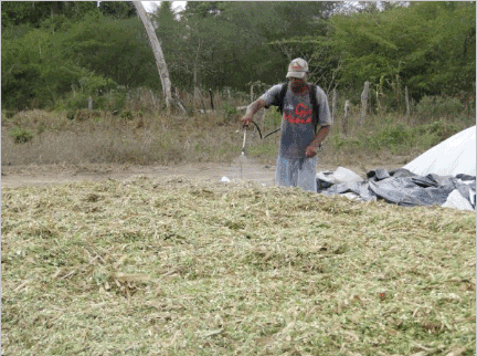 uso-de-inoculantes-biologicos-na-fermentacao-da-silagem