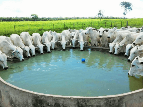 a-importancia-do-fornecimento-de-agua-com-otima-qualidade-para-os-bovinos