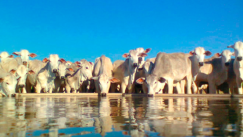 a-importancia-do-fornecimento-de-agua-com-otima-qualidade-para-os-bovinos