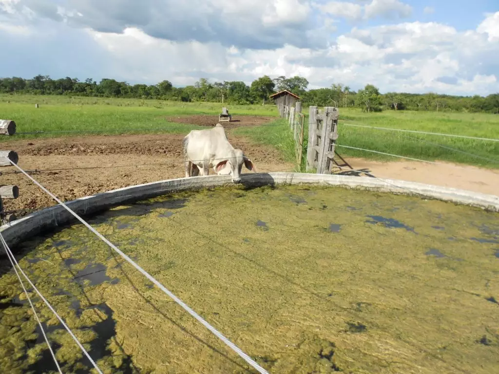 a-importancia-do-fornecimento-de-agua-com-otima-qualidade-para-os-bovinos