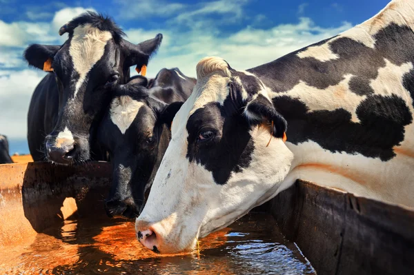 a-importancia-do-fornecimento-de-agua-com-otima-qualidade-para-os-bovinos