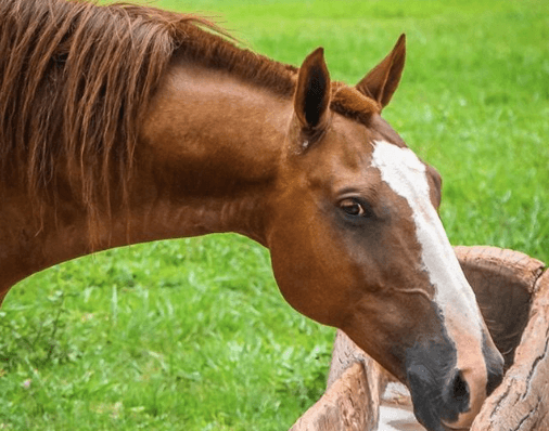 como-prevenir-colicas-em-cavalos