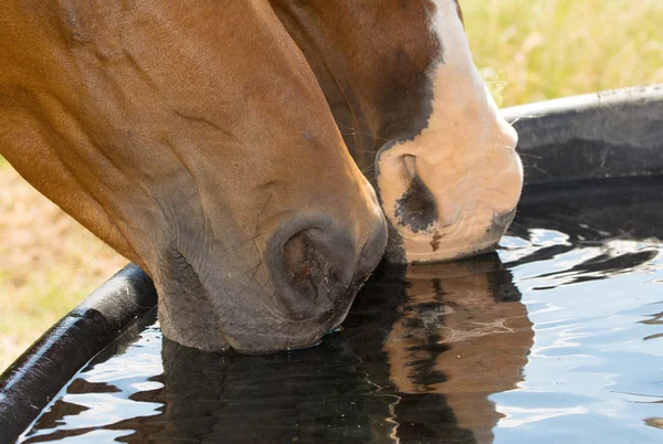 como-prevenir-colicas-em-cavalos