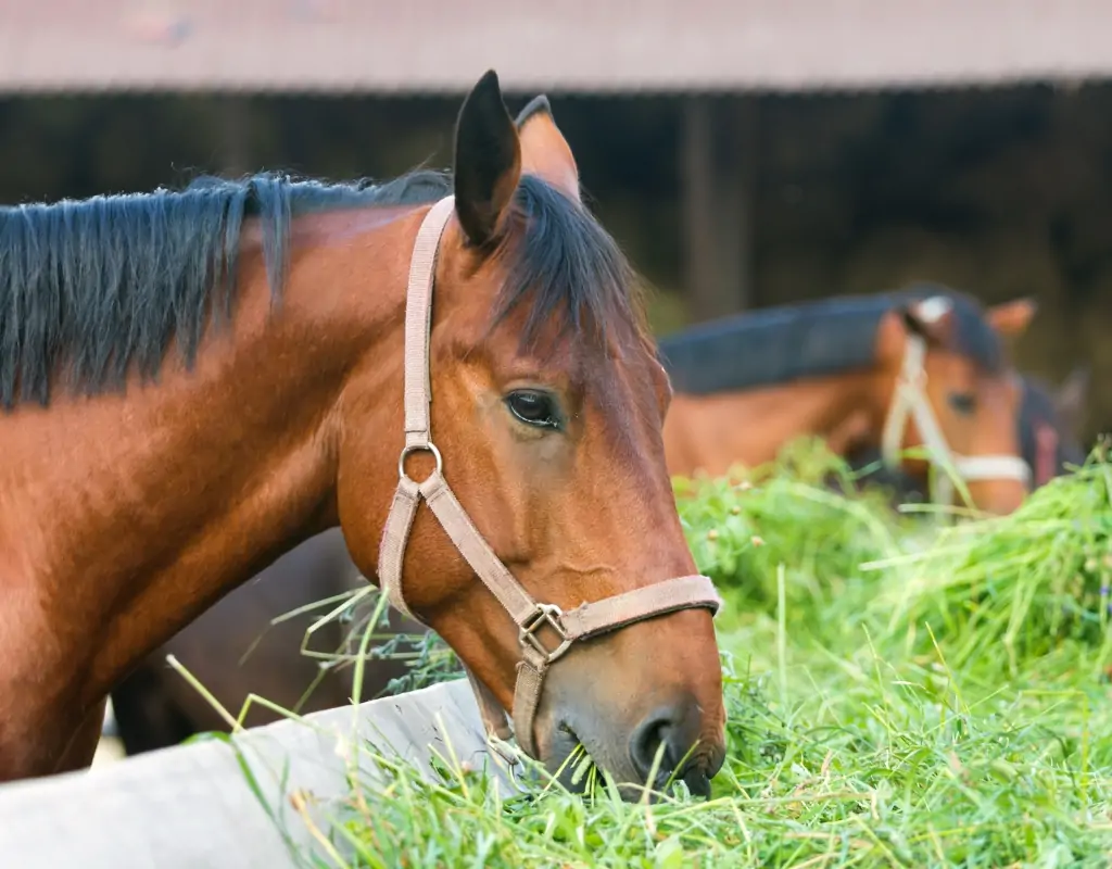 como-prevenir-colicas-em-cavalos