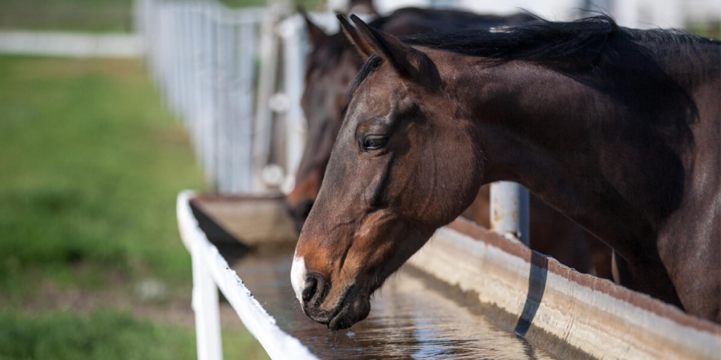 como-prevenir-colicas-em-cavalos