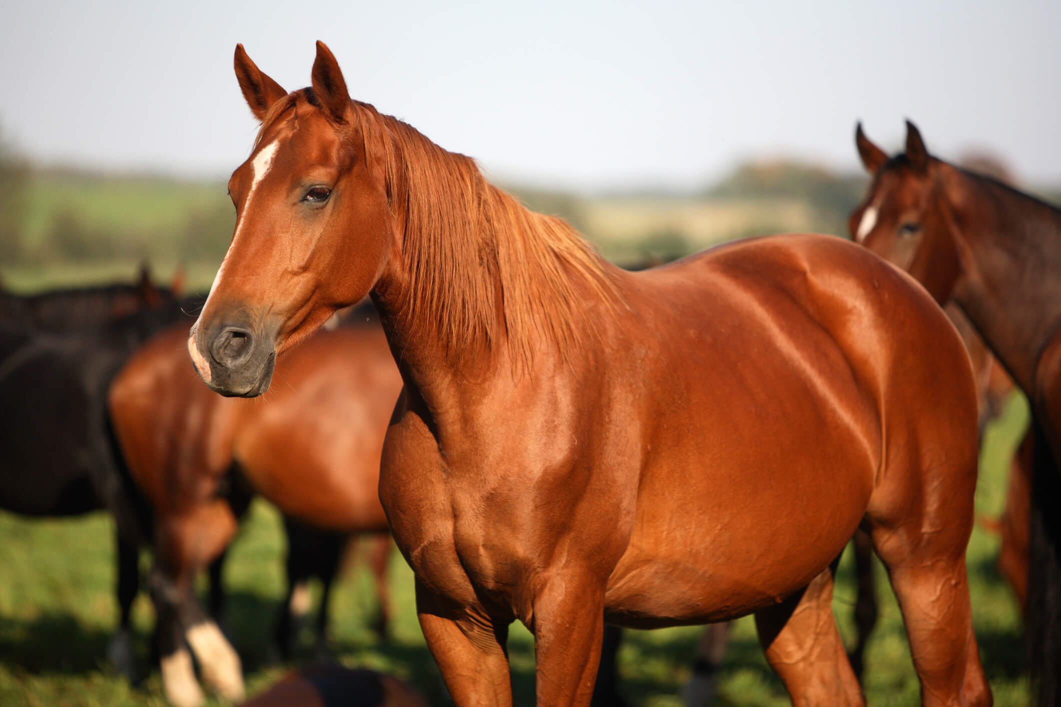 como-prevenir-colicas-em-cavalos