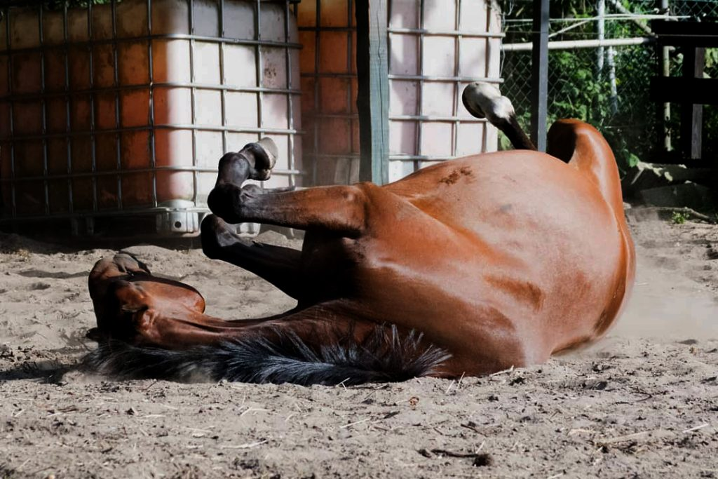 como-prevenir-colicas-em-cavalos