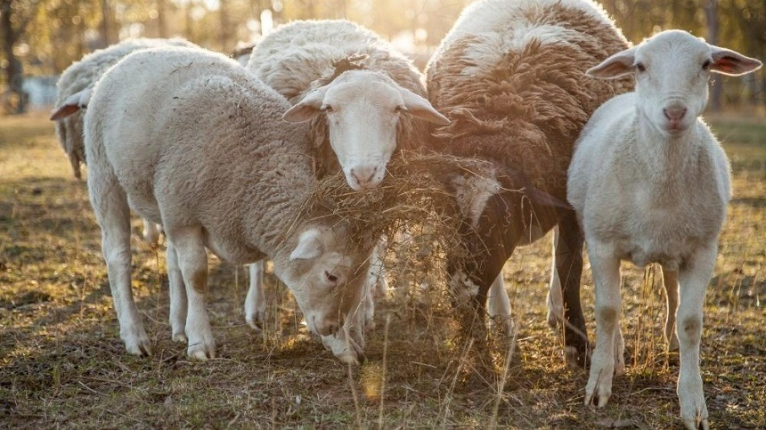 o-mercado-de-carne-e-leite-para-caprinocultura-e-ovinocultura-no-brasil