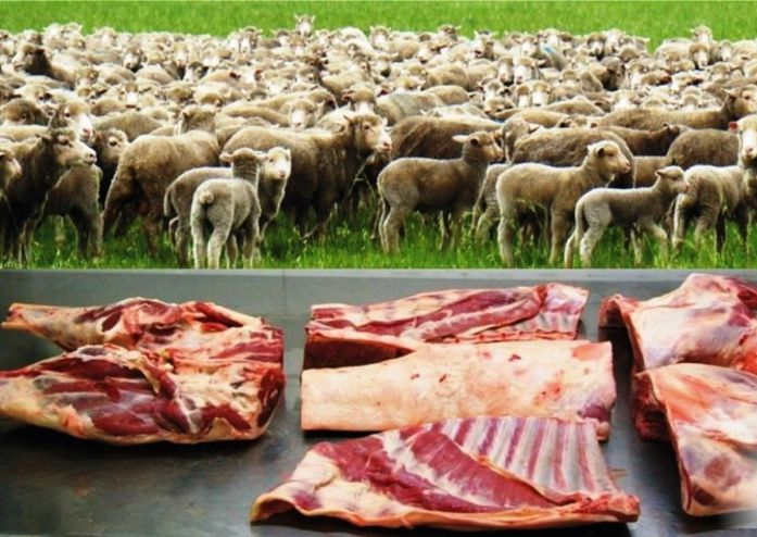 o-mercado-de-carne-e-leite-para-caprinocultura-e-ovinocultura-no-brasil