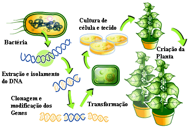 plantas-transgenicas-como-estrategia-para-aumento-de-producao-controle-de-doencas-e-parasitas