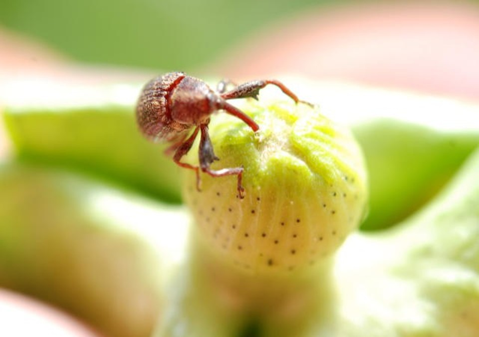 plantas-transgenicas-como-estrategia-para-aumento-de-producao-controle-de-doencas-e-parasitas