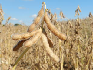 plantas-transgenicas-como-estrategia-para-aumento-de-producao-controle-de-doencas-e-parasitas