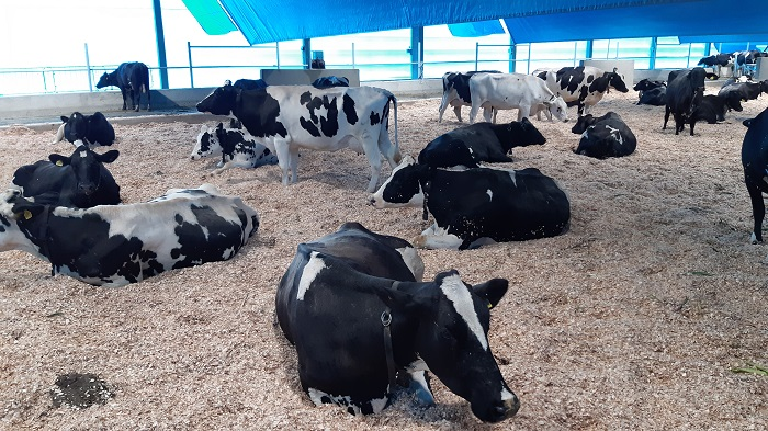 praticas-de-bem-estar-em-sistemas-de-confinamento-de-vacas-leiteiras-e-gado-de-corte