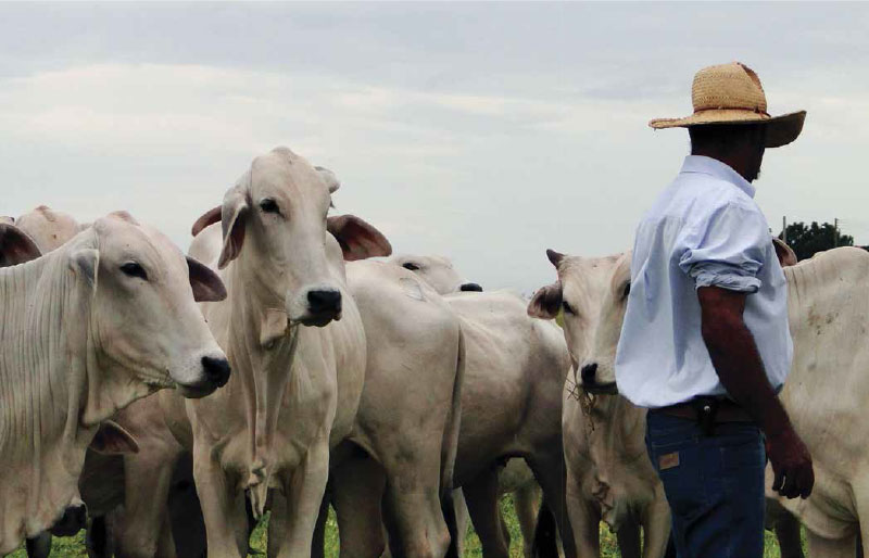 praticas-de-bem-estar-em-sistemas-de-confinamento-de-vacas-leiteiras-e-gado-de-corte