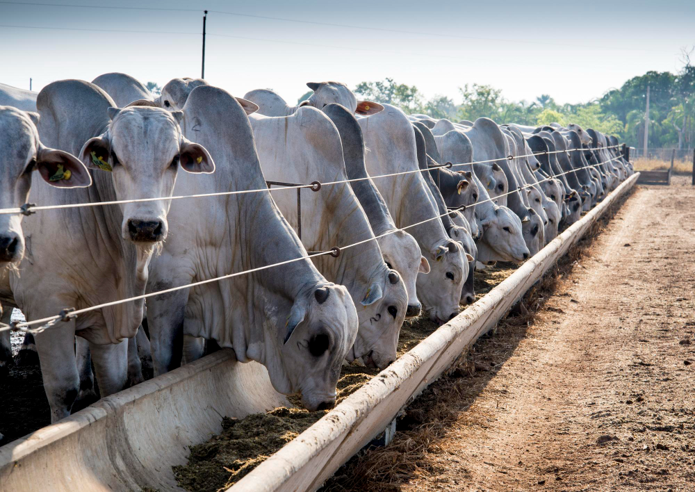 praticas-de-bem-estar-em-sistemas-de-confinamento-de-vacas-leiteiras-e-gado-de-corte