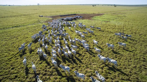 uso-de-drones-no-monitoramento-de-lavouras-e-na-pecuaria