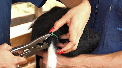 manejo-sanitario-de-ovinos-praticas-essenciais-para-manter-um-rebanho-saudavel