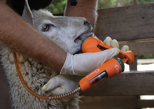 manejo-sanitario-de-ovinos-praticas-essenciais-para-manter-um-rebanho-saudavel