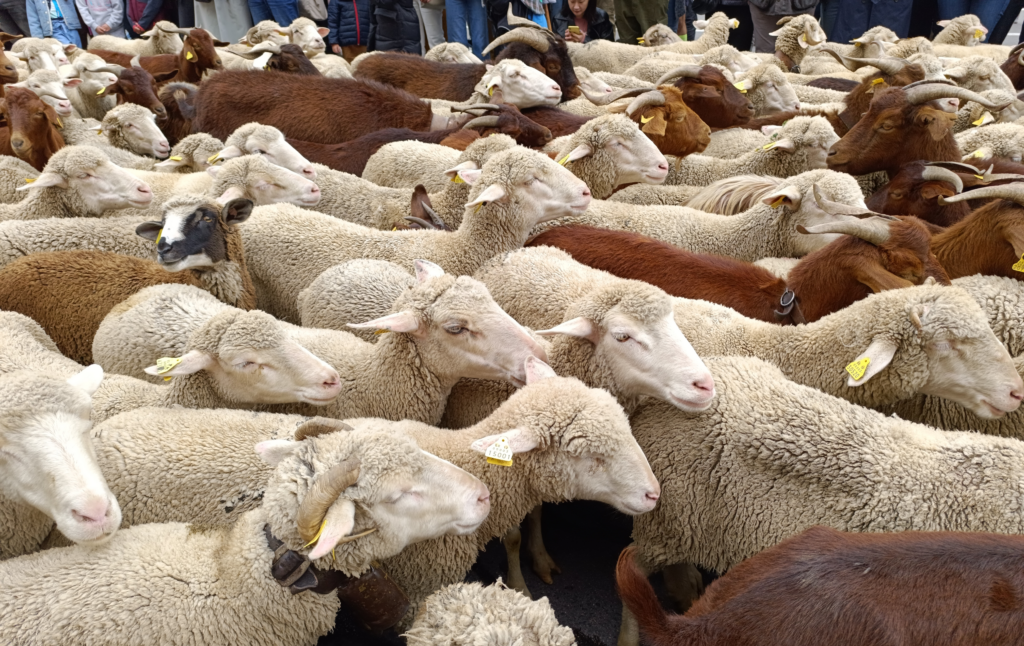 manejo-sanitario-de-ovinos-praticas-essenciais-para-manter-um-rebanho-saudavel