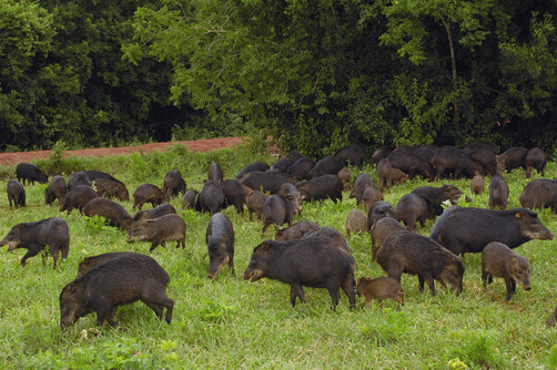 prejuizos-causados-por-javalis-a-agricultura