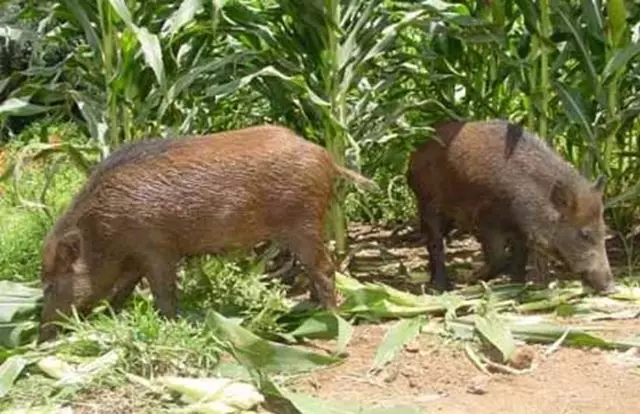 prejuizos-causados-por-javalis-a-agricultura