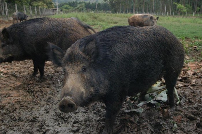 prejuizos-causados-por-javalis-a-agricultura