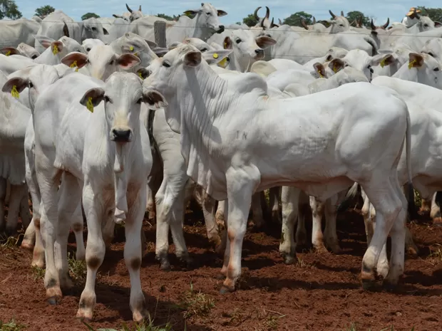 principais-indicadores-zootecnicos-na-pecuaria-de-corte