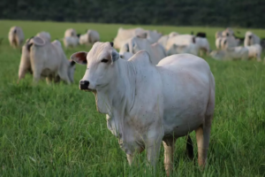 principais-indicadores-zootecnicos-na-pecuaria-de-corte