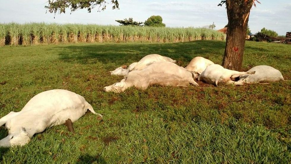 principais-indicadores-zootecnicos-na-pecuaria-de-corte