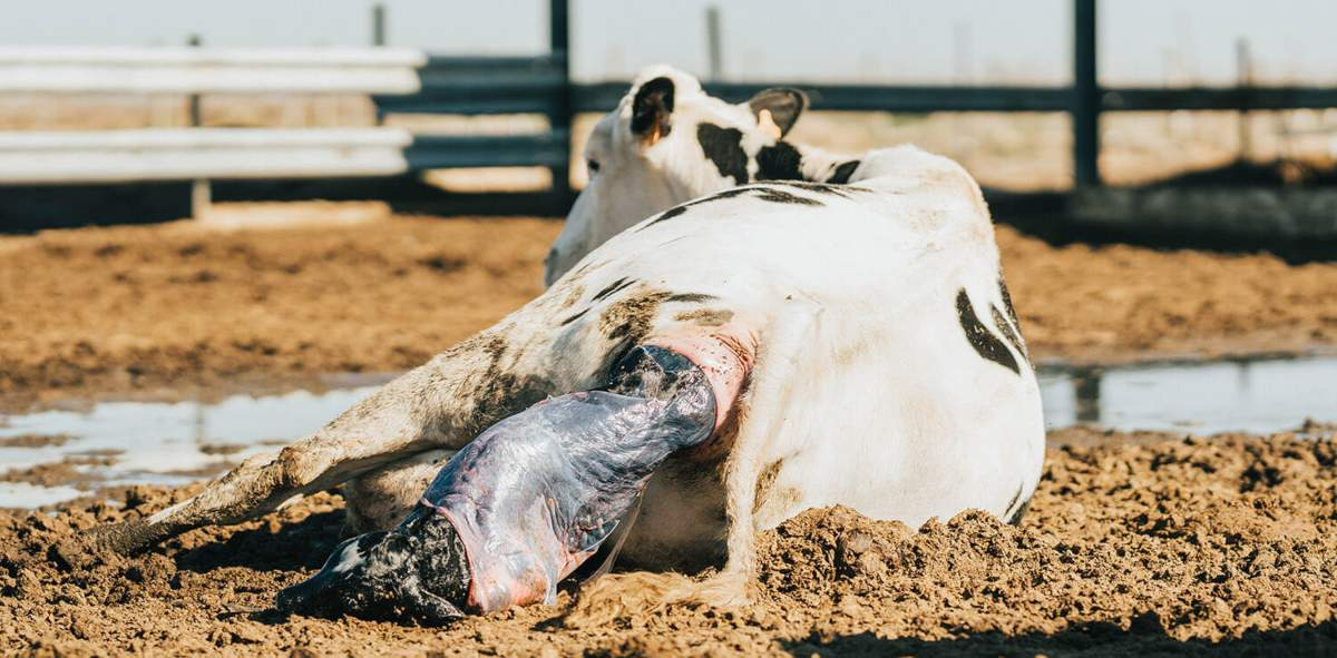 retencao-de-placenta-em-vacas-leiteiras-o-que-e-e-como-prevenir