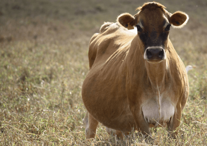 retencao-de-placenta-em-vacas-leiteiras-o-que-e-e-como-prevenir