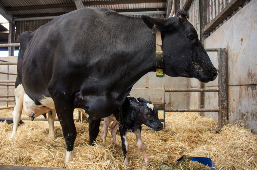 retencao-de-placenta-em-vacas-leiteiras-o-que-e-e-como-prevenir