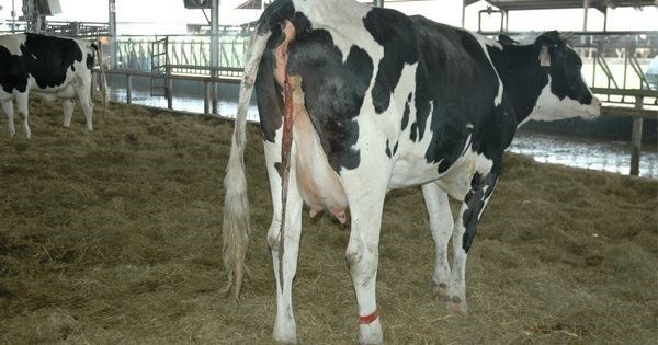 retencao-de-placenta-em-vacas-leiteiras-o-que-e-e-como-prevenir