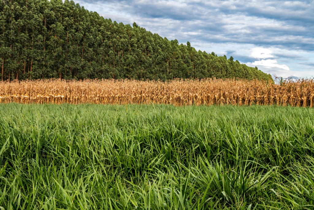 guia-completo-para-implementar-praticas-de-agricultura-sustentavel