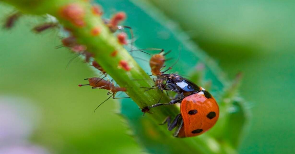 guia-completo-para-implementar-praticas-de-agricultura-sustentavel