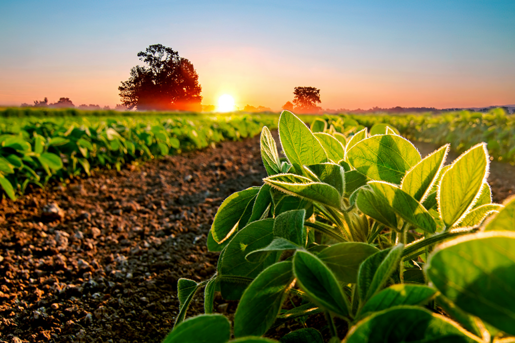 o-papel-dos-micronutrientes-na-saúde-e-produção-das-plantas