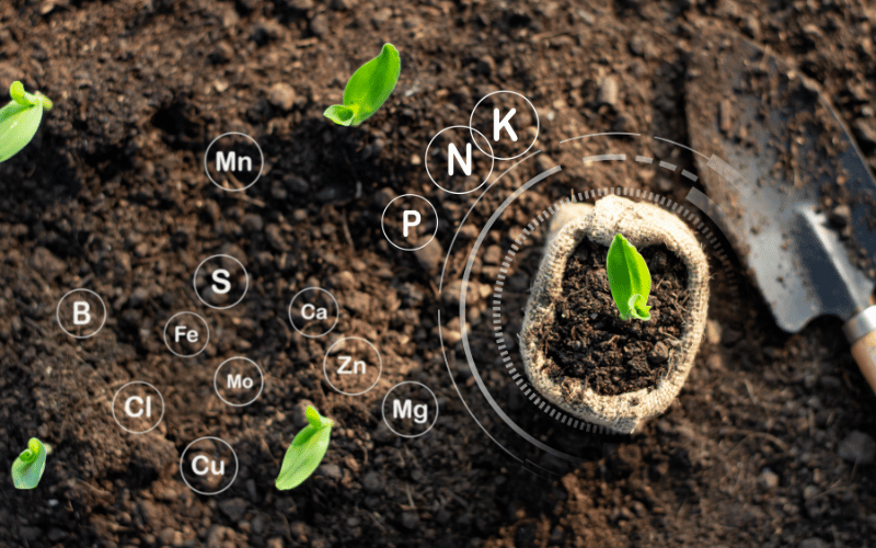 o-papel-dos-micronutrientes-na-saúde-e-produção-das-plantas